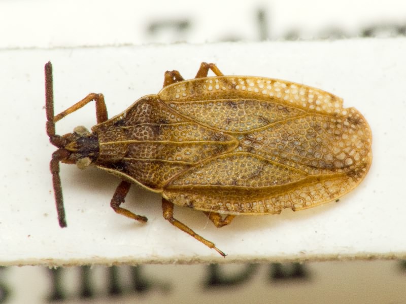 Catoplatus fabricii (Stål, 1868)